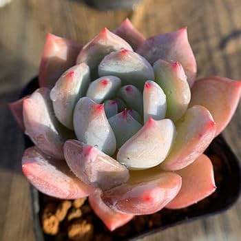 No.450 ❁ブラックローズ❁ 抜き苗 多肉植物 寄せ植え No.450 ❁ブラックローズ❁ 抜き苗 多肉植物 寄せ植え - メルカリ