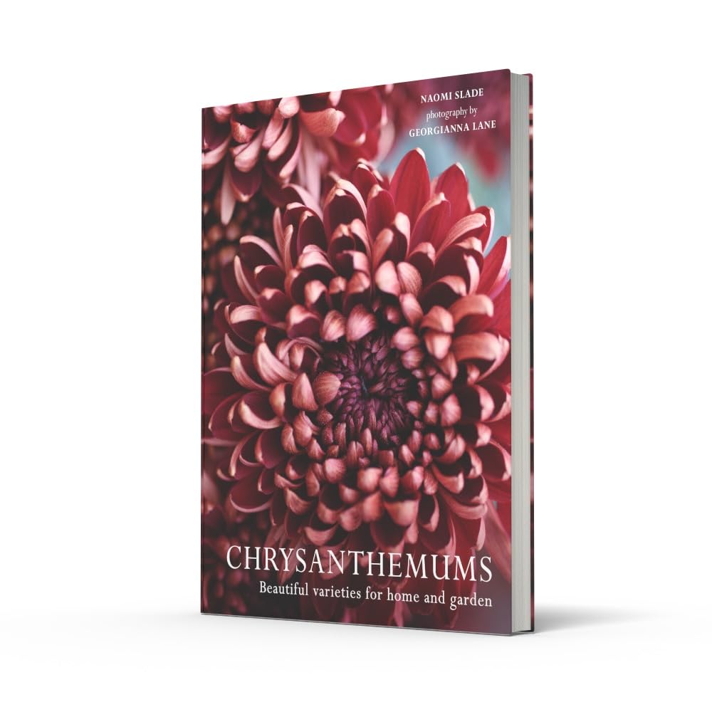 Chrysanthemums: Beautiful Varieties for Home and Garden