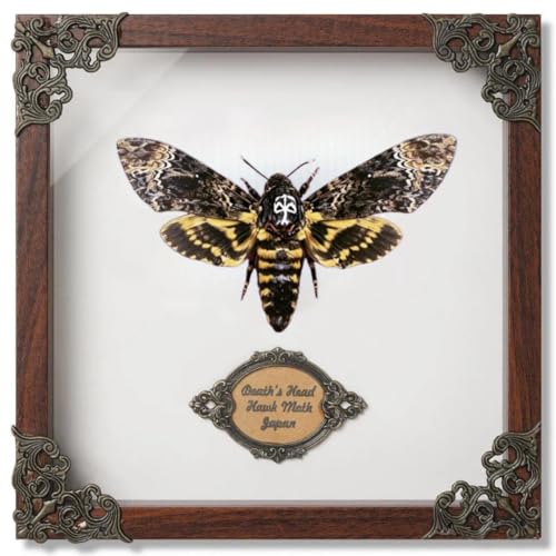 Real Framed Death Head Moth Shadow Box Natural Entomology Insect Taxidermy Specimen Gothic Unique Art Home Room Gallery Decor Gift for Biology & Specimen Enthusiasts