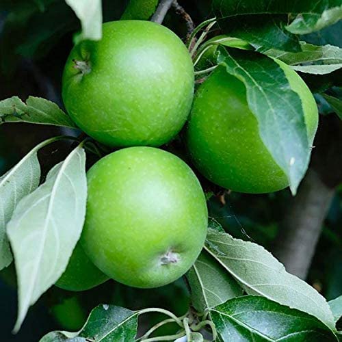 DAS Farms Granny Smith Apple Tree