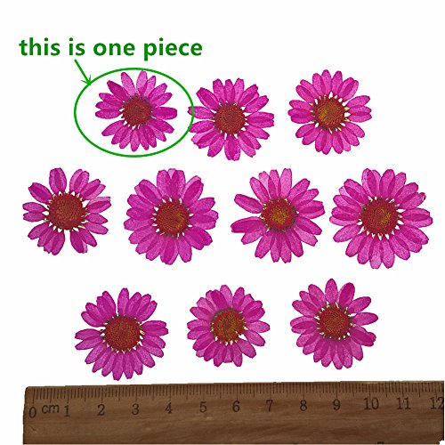 30 piezas de flores secas naturales Chrysanthemum multicaule 2.5-3cm miniatura 4