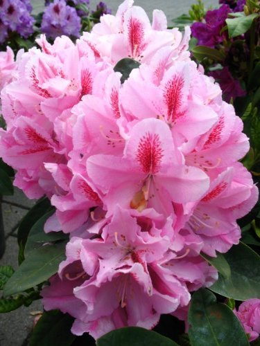 Rhododendron Furnivall'S Daughter 40 Cm In 4 Liters Of Plant Containers