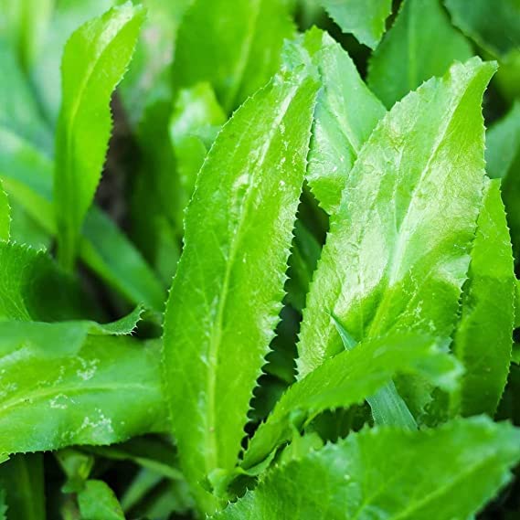 Urantex� Long Coriander Sapling Plant, Wild Coriander, Culantro, Mexican Coriander Ban Dhania, (Eryngium Foetidum)" (B0BW14V6FS) Amazon Price History, Amazon Price Tracker