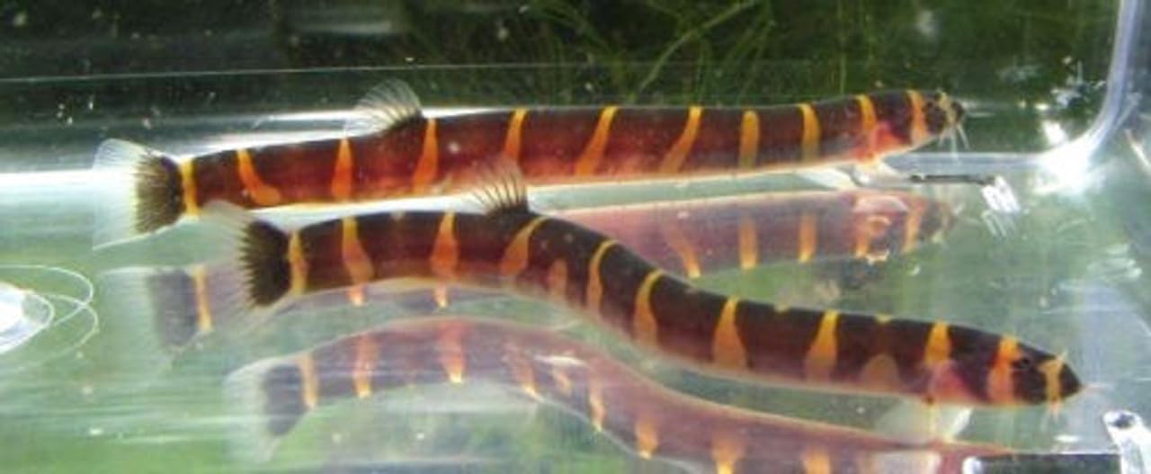 Kuhli Loach 6 Pack