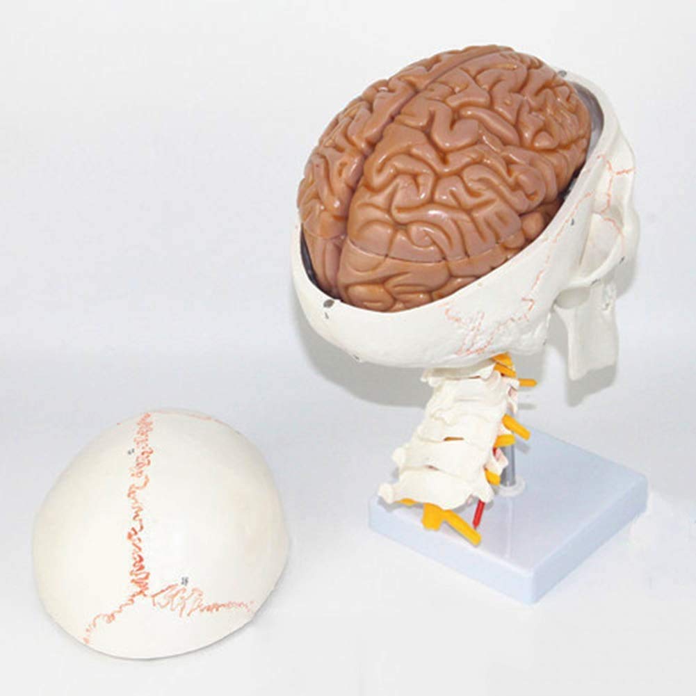 Czaszka Model Anatomii Szkielet 11-Częściowy Elastyczny I Wyjmowany Medyczny Materiał Edukacyjny 33 X 25 X 18 Cm
