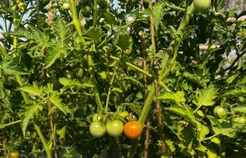 Image of Paris Cherry Tomato Vegetable Seeds, Vegetable Seeds for Home Gardening, Vegetable Planting Seeds for Kitchen, Tomato Seeds (Pack of 100 Seeds) (Red, Paris Cherry Tomato)