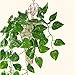 Kalolary Scindapsus Artificial Ivy Garland 84 Feet 12 Strands Leaves Vine Green Plants Garland Hanging Fake Plants Canvas Background Wedding Arch Wall Jungle Table Party Office Decoration (Scindapsus)