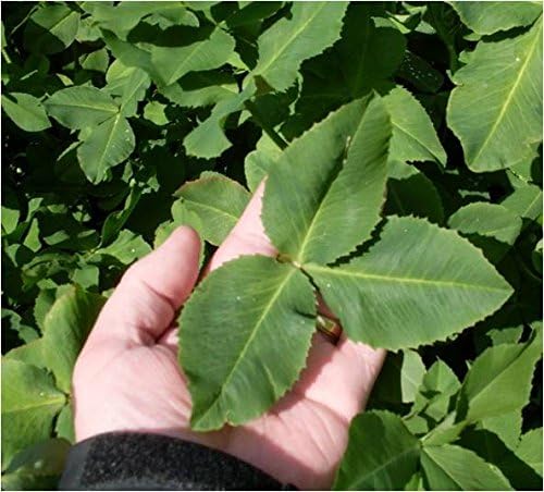 Trébol BALANSA 10 lb.