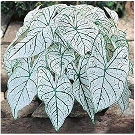 Dwarf Candidum Jr. - White Caladium - Top Size Roots - Zones 9-11