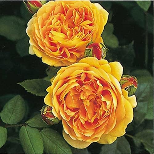 Healthy Vibe Rare Grafted English Rose Plant Golden Celebration Golden Yellow Color Double Rose Healthy Live Plant