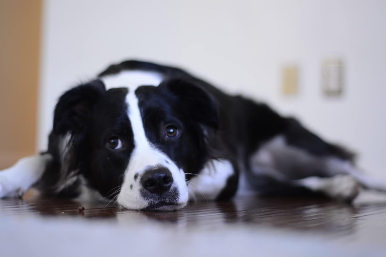 My new favorite lens