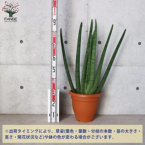 Gw Sale スタッキー 本物 サンセベリア 珍奇植物 サンスベリア Muniputina Gob Pe Gw Sale スタッキー 本物 サンセベリア 珍奇植物 サンスベリア Muniputina Gob Pe