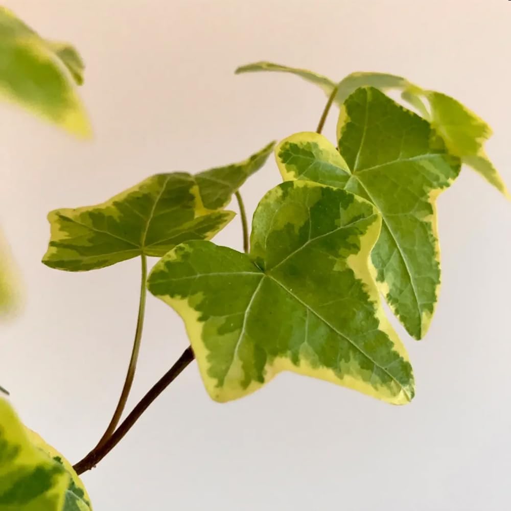 alocasia elefantenohr Elefantenohr (Alocasia portodora) kaufen