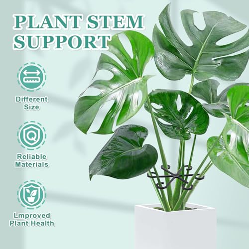 image for GLCSC 8pcs Plant Stem Support, Plant Support for Indoor Plants, Plasti