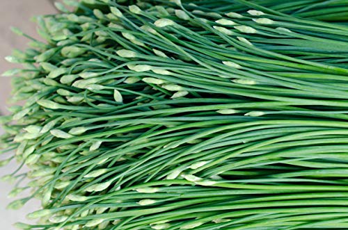 Sow Right Seeds - Garlic Chives Seeds For Planting - Non-Gmo Heirloom Seeds; Instructions To Plant And Grow A Kitchen Herb Garden, Indoor Or Outdoor; Great Gardening Gift (1) #TOP3