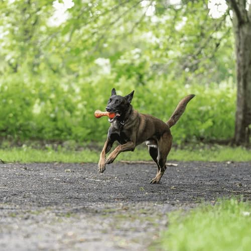 Sprenger Hundespielzeug Apportierhantel - Spaß und Training für alle Hunderassen, orange - 18 x 7cm