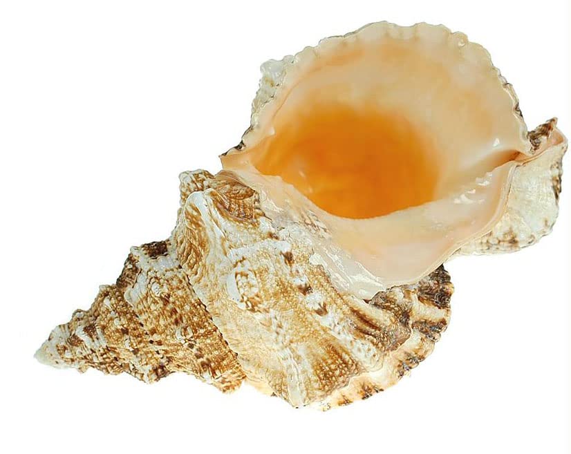 El Mercader del Mar Caracola náutica Natural Bursa Bobu