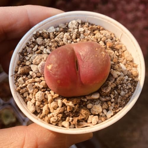 観葉植物 多肉植物 コノフィツム」の人気商品一覧 | 安い商品を通販