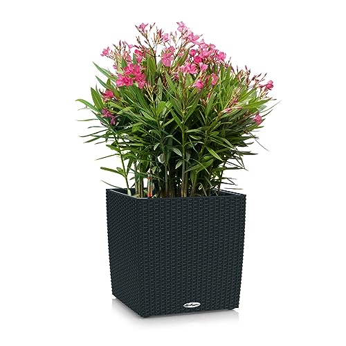 Lechuza Cube Cottage 40 graphitschwarz 15384