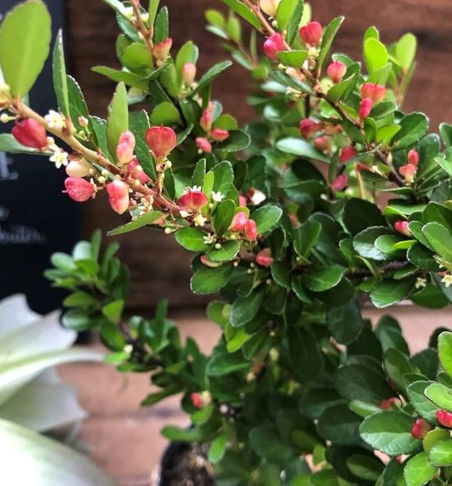 ✨✨✨オキナワハートツリー【◎良品素材】検/ハリツリマサキ/ハートツリー Amazon.co.jp: ハリツルマサキ ハートのなる木 ハートツリー