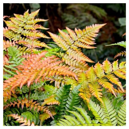 GrowOn Shrubs Dryopteris Copper Shield Fern 'Erythrosora' | Evergreen Plant | Outdoor Garden Ready Plant