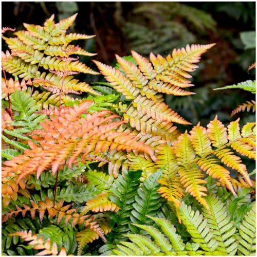 GrowOn Shrubs Dryopteris Copper Shield Fern Erythrosora | Evergreen Plant | Outdoor Garden Ready Plant