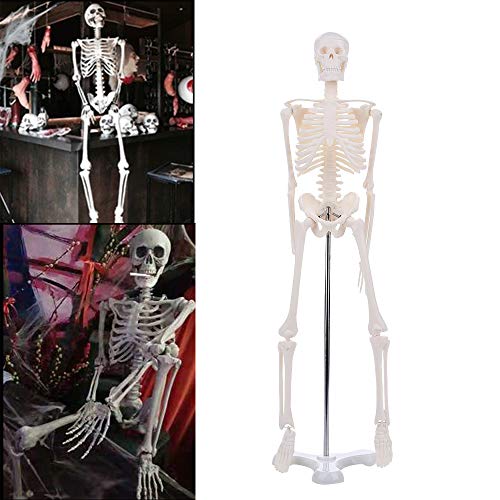 Leaftree - Modelo de esqueleto anatómico humano, 45 cm