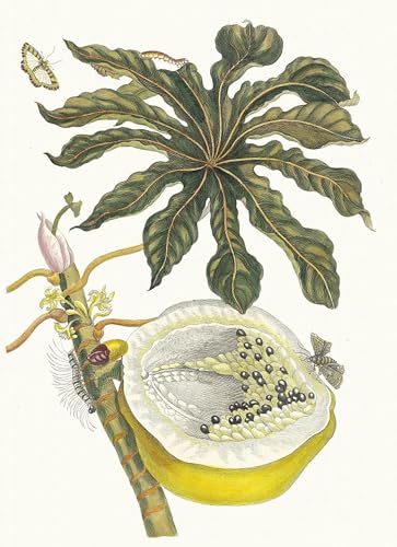 Art Tableau Carica Papaye de Maria Sibylla Merian pour sublimer la décoration murale du salon