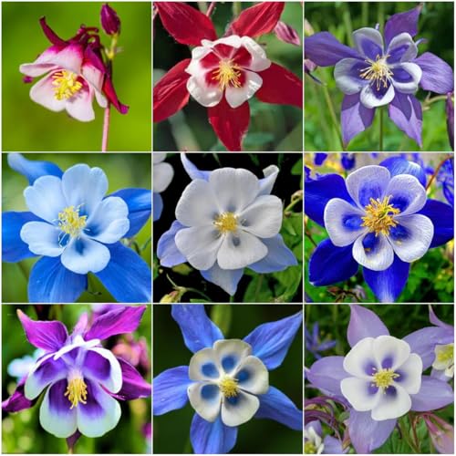 1000 Columbine Seeds (Aquilegia) – Perennial Non-GMO Flower Seeds That Attract Hummingbirds, Bees & Butterflies for Gardens, Borders, Cut Flowers & Pollinator Beds