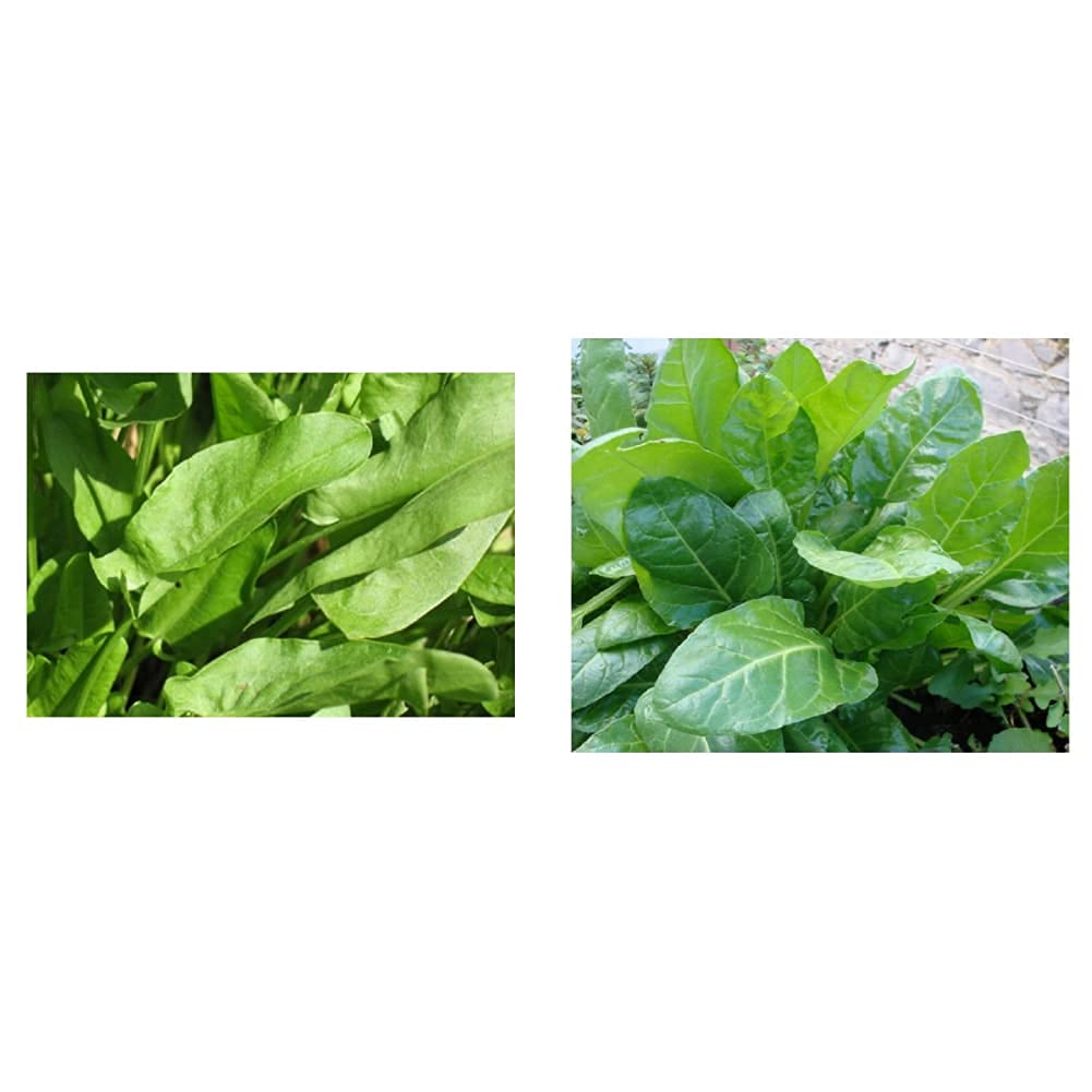 HRB37 - Sorrel - RUMEX ACETOSA - 300 Finest & LO-MT3B-C3F1 - Spinach - Perpetual - 14 Gram ~ 700