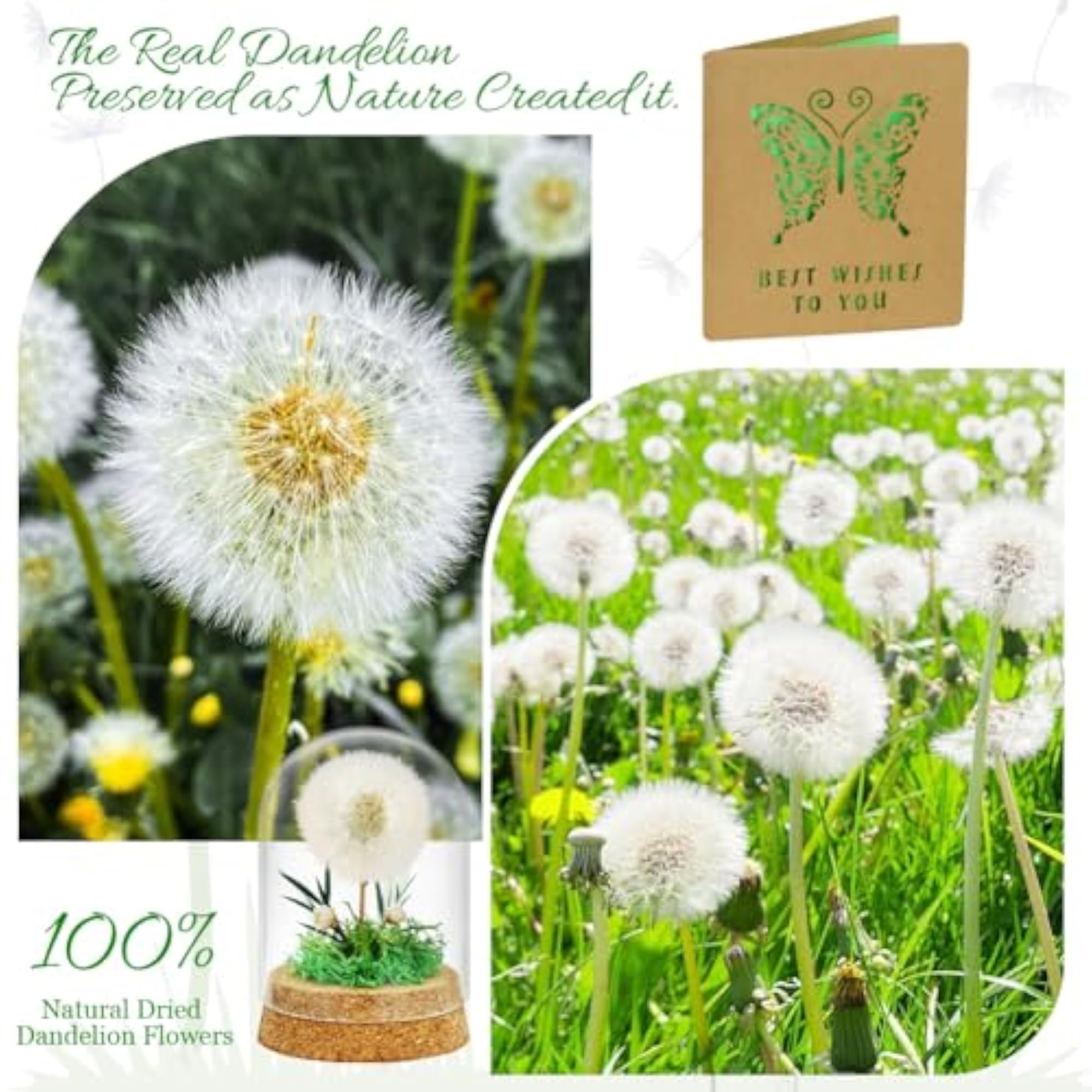 Real Dandelion in Glass, Decorative Gift with Greeting Card