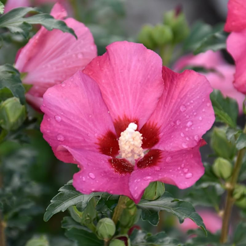 Dark Pink Rose of Sharon Plant Live 4 Inch Container, Hardy Hibiscus Plant Live, Althea Hibiscus Syriacus Flowers