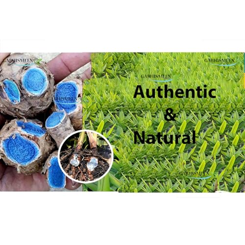 Image of GABHISMEEN Kali Haldi Or Black Turmeric Or Narkachur Or Narkachoor Raw And Natural (50 Gram)