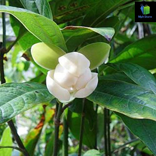 Mphmi Nurseryplant Kavati Chafa, Magnolia liliifera - Plant (B09NMKV7WR) Amazon Price History, Amazon Price Tracker