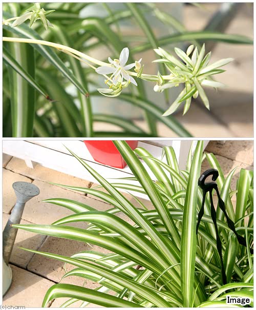 Amazon.co.jp: 《一時非表示》（観葉植物）オリヅルラン 吊り鉢