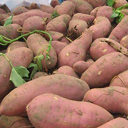 scgtpapadc Sweet Potato Seeds, 50Pcs Purple Sweet Potato Seeds Nutrition Delicious Vegetable Bonsai Plants, Flower Seeds Plant Seeds Sweet Potato 50pcs
