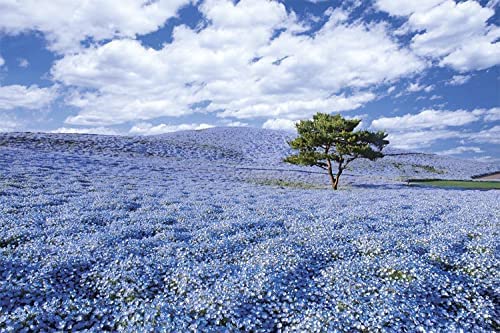 Amazon.co.jp: TinaLexia 風景 ネモフィラの咲く丘-茨城メタルプレート