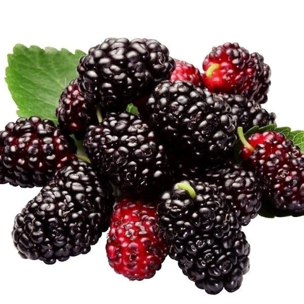 Amazon.co.jp: クワ苗 シャルロットリュス (わい性霧島四季成り