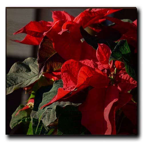 WGIGALLERY 4030 Poinsetta Wooden Wall Art Amazon.in Garden & Outdoors