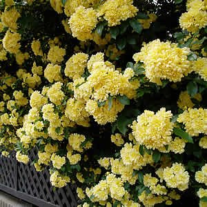 目隠しになるおしゃれな庭木15選 植木や生垣にピッタリの常緑樹をご紹介 暮らし の 目隠しになるおしゃれな庭木15選 植木や生垣にピッタリの常緑樹をご紹介 暮らし の