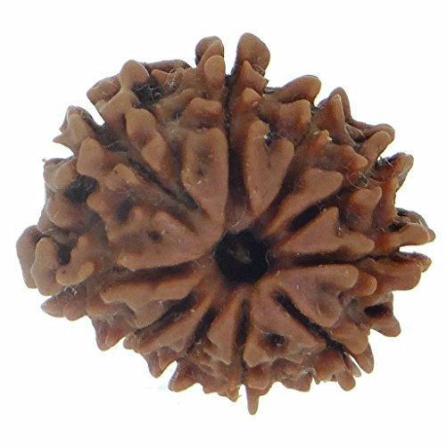 Image of Arihant Gems & Jewels Natural 10 Mukhi Nepali Rudraksha - Certified, Unisex Spiritual Bead for Men & Women | Positive Energy & Astrological Benefits