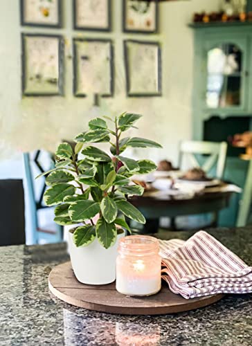 Oairse Artificial Plant Camellia 28cm Fake Plants in Pots Faux Camellia Plants with White Pots Fake Plant Potted Small Bonsai Tree for Home Bedroom Office Desk Kitchen Shelves Decoration - Image 2