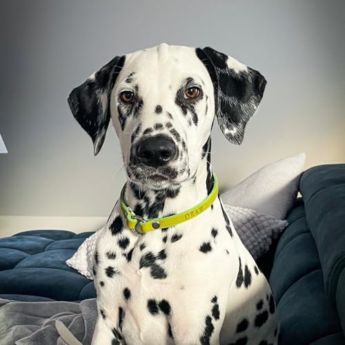 Markenhalsband 'Classic' aus Leder für Hunde- oder Steuermarken | dünn & leicht (Cognac)