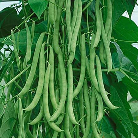 Golden Hills Farm Hybrid Pole Climbing Bean, Green Bean,Phaseolus vulgaris Vegetable 50+ seeds (B0965SKQCJ) Amazon Price History, Amazon Price Tracker