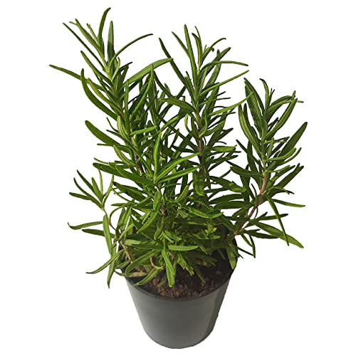 Image of Rosemary Seeds for Planting in Home Kitchen Garden (35-40 Seeds) (Rosemary)