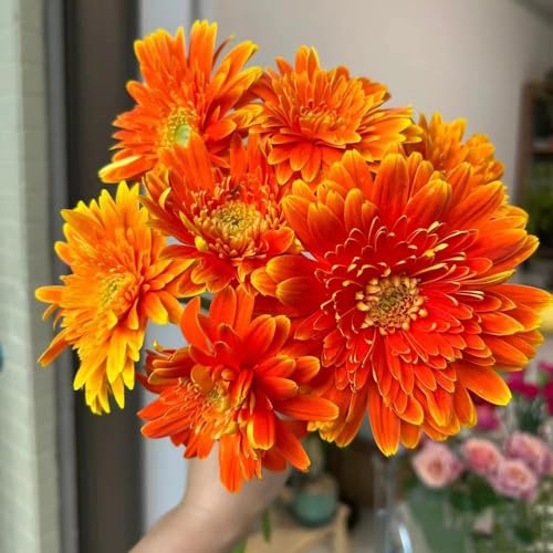 200 piezas semillas gerbera - semillas de jardín decoracion de balcón resistentes para jardín