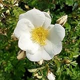 Dünenrose Felsenrose Rosa pimpinellifolia Bibernellrose weiß Pollenspender Bienennährgehölz