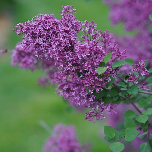 Proven Winners - Syringa X Bloomerang Dark Purple (Reblooming Lilac) Shrub, Dark Purple Flowers, #3 - Size Container #TOP1