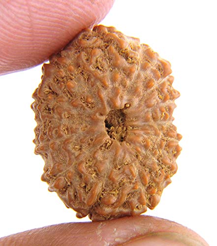 Retrend Design® 14 Mukhi Suprfine Quality Nepal Rudraksha Beads for Unisex by Lab Certified