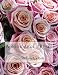 A Book About Roses